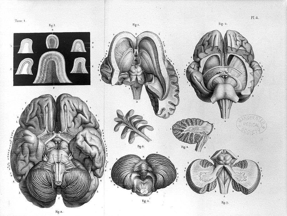 Image of brain of F.-Achille Longet's Anatomie et physiologie du systeme nerveux