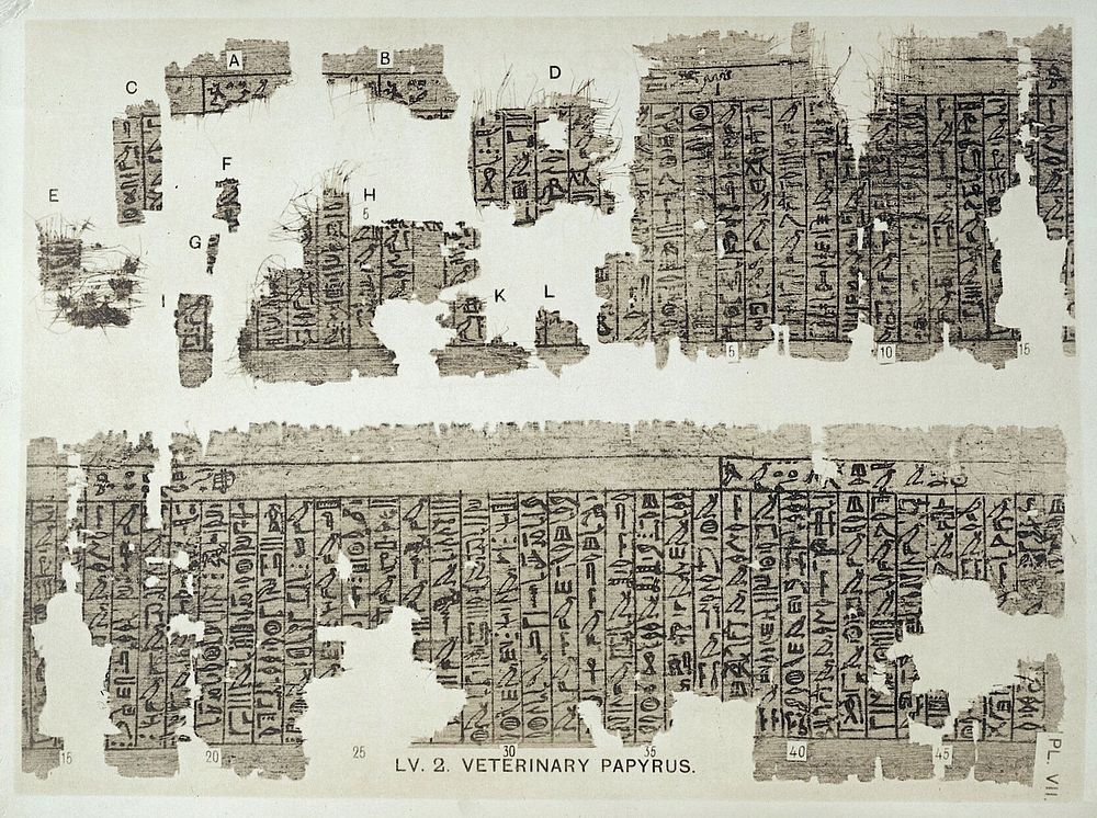 The Petrie papyri : hieratic papyri from Kahun and Gurob (principally of the middle kingdom) / [F. Ll. Griffith].