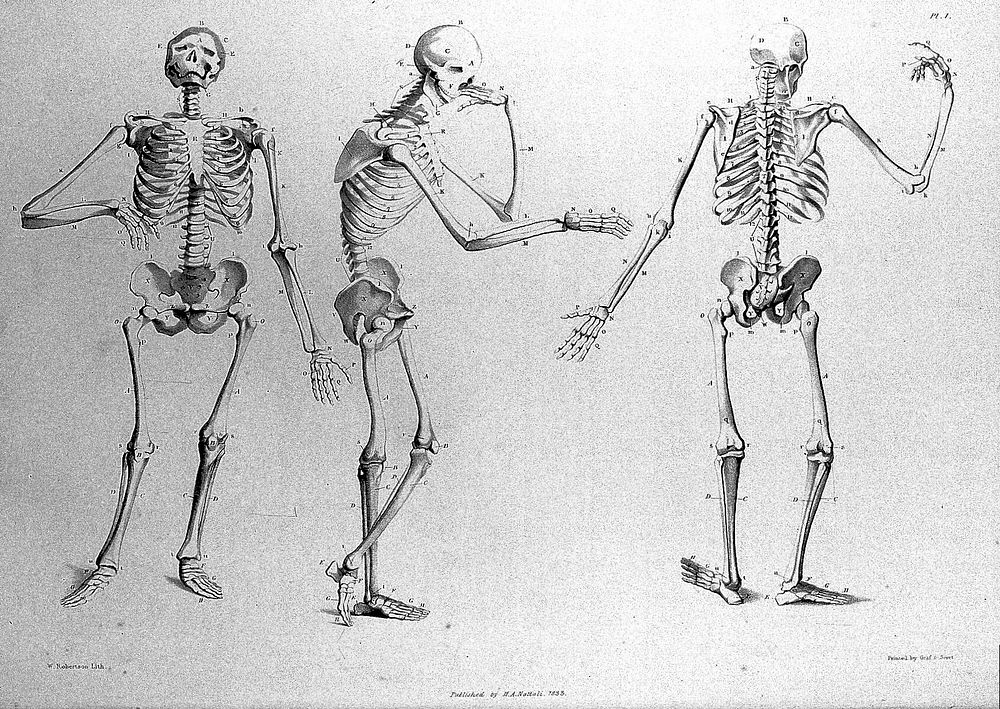 Anatomical studies of the bones and muscles, for the use of artists / from drawings by the late John Flaxman. Engraved by…