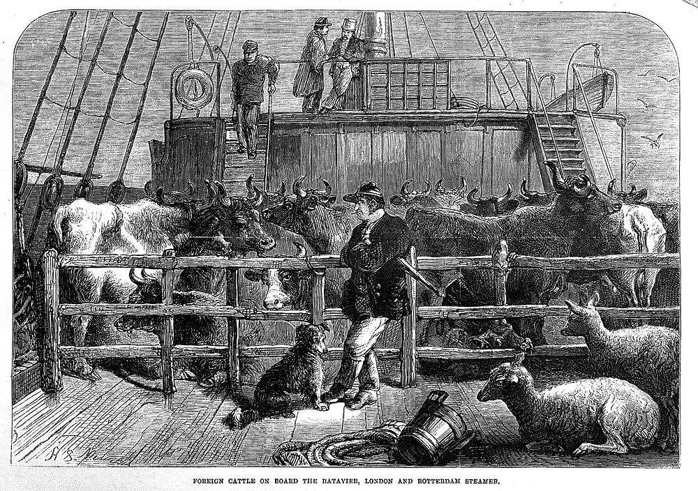 Foriegn Cattle on board the Batavier, London and Rotterdam Steamer.