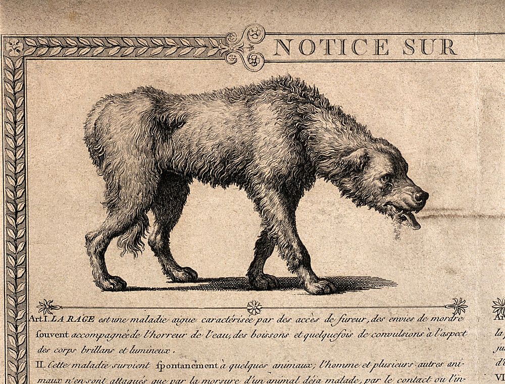 A dog with rabies and a detail of its skull. Line engraving by L.P. Baltard.