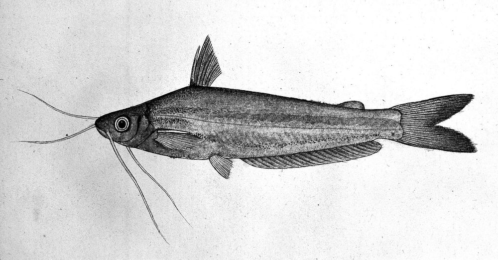 Fish. Watercolour by Bhawani Das, 1777/1783.