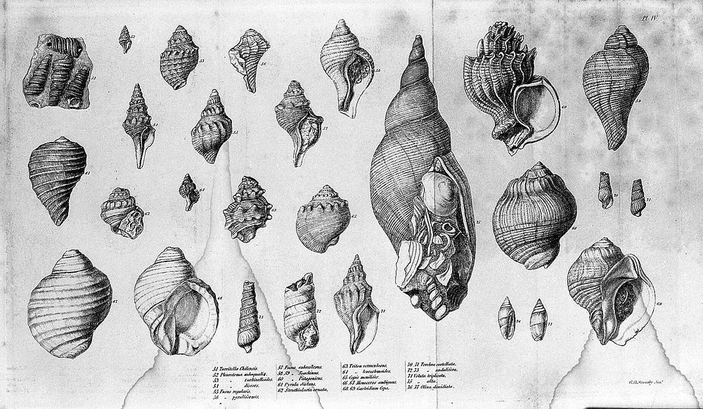 Conchology: shells