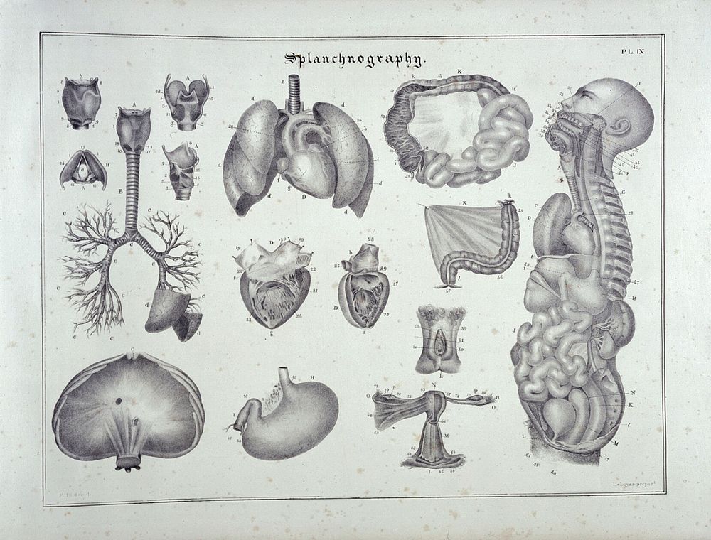 Systematized anatomy, or Human organography : in synoptical tables, with numerous plates. For the use of universities…