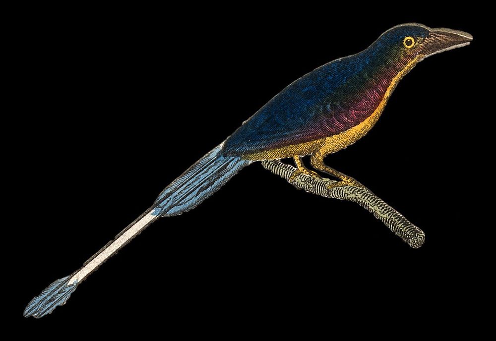 A bird, possibly a raquet-tailed kingfisher. Coloured engraving.