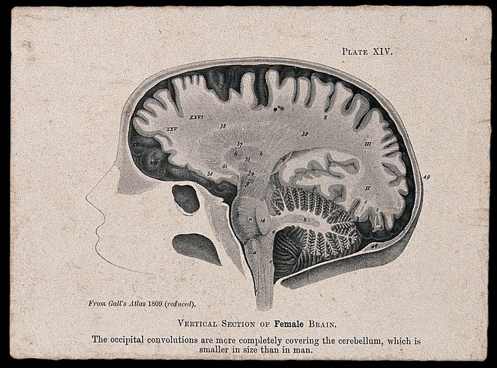 A female brain, sectioned vertically: side view. Process print, 1901, after etching, 1809.
