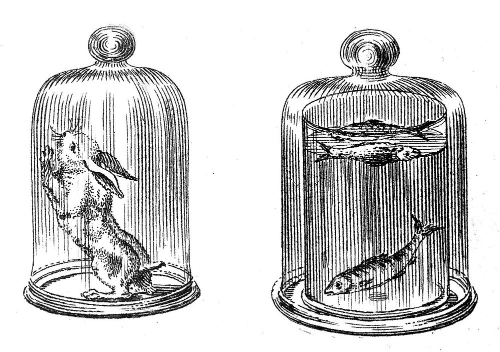 B. Martin, "Portable air-pump...": rabbit & fish in receivers