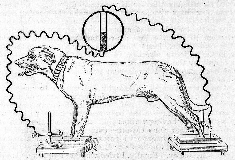 A.D. Waller "Properties of the human heart".