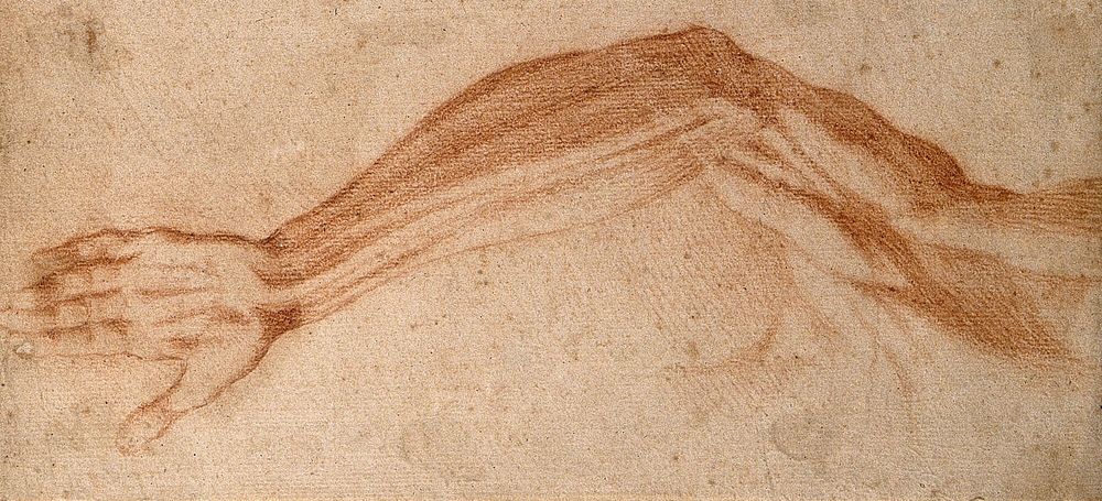 The muscles of the raised left arm and of the upper left shoulder, seen from the front. Red-chalk drawing, 17th century.