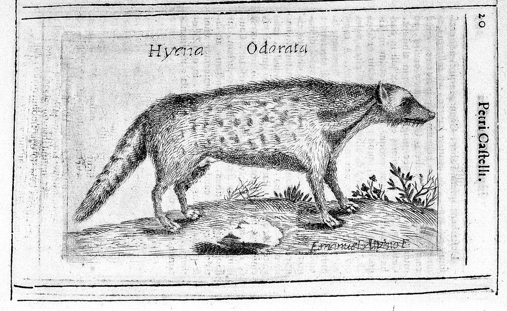 Hyaena odorifera / [Pietro Castelli].