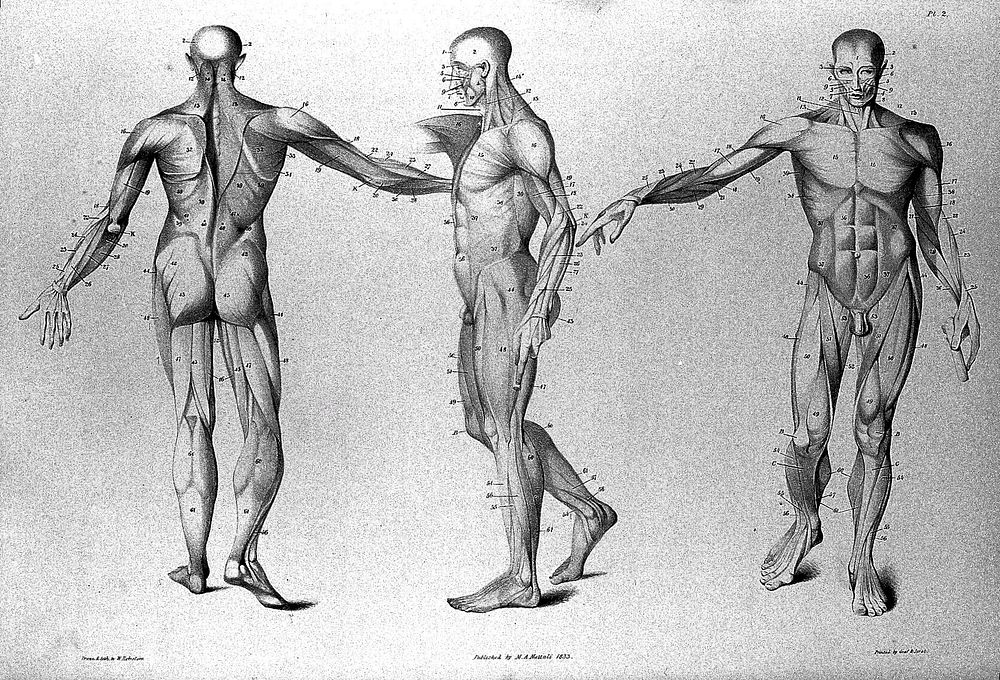 Anatomical studies of the bones and muscles, for the use of artists / from drawings by the late John Flaxman. Engraved by…