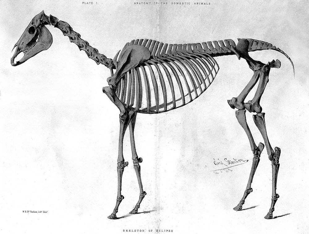 General and descriptive anatomy of the domestic animals / by John Gamgee and James Law. Vol. 1, pt. [1]-2.