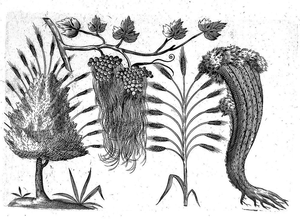 De monstrorum caussis, natura, et differentiis libri duo.