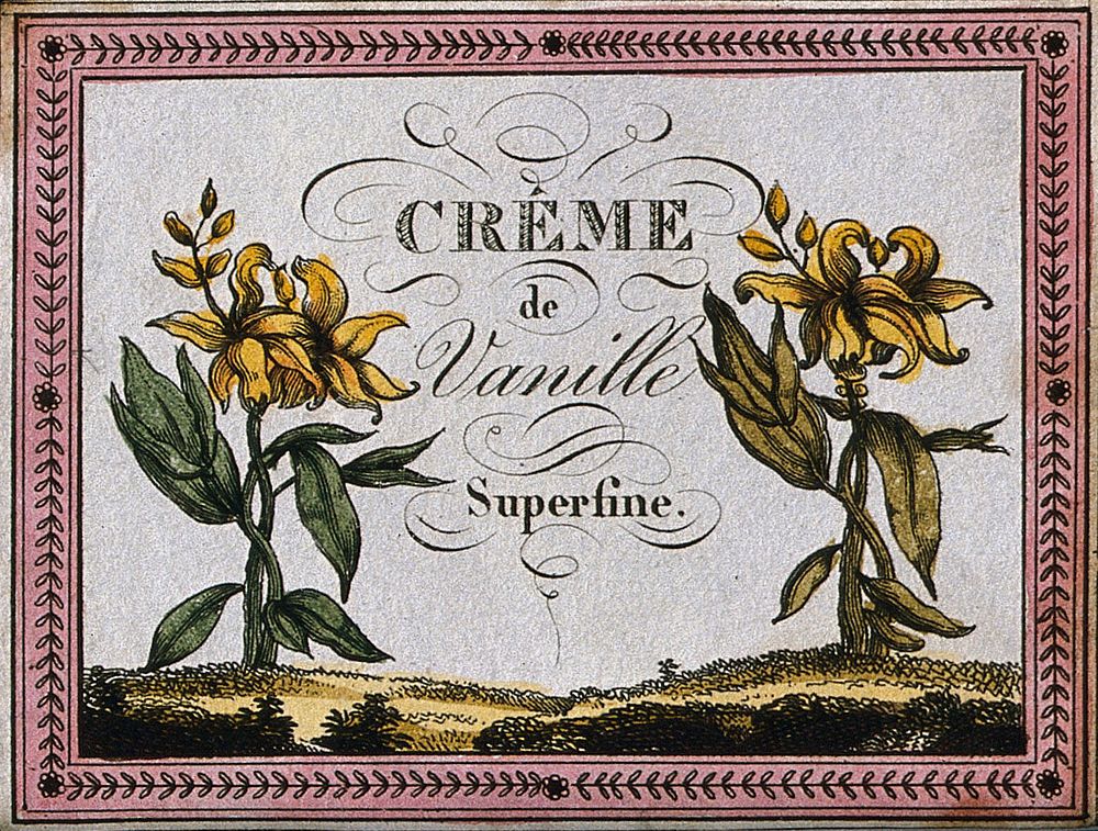A liqueur label illustrated with two vanilla plants (Vanilla planifolia). Coloured engraving, 19th century.