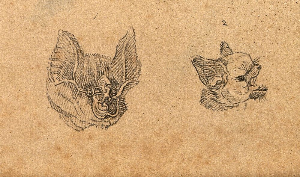 Heads of a horse shoe bat and a common bat. Drawing, c. 1789.