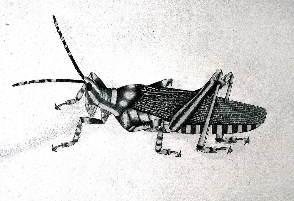 Grasshopper. Watercolour by Bhawani Das.