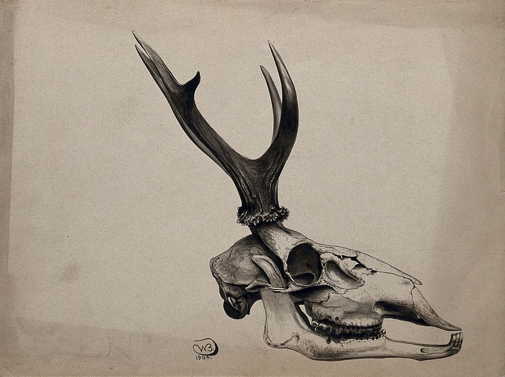 A stag's skull in profile from the right. Watercolour, 1904.