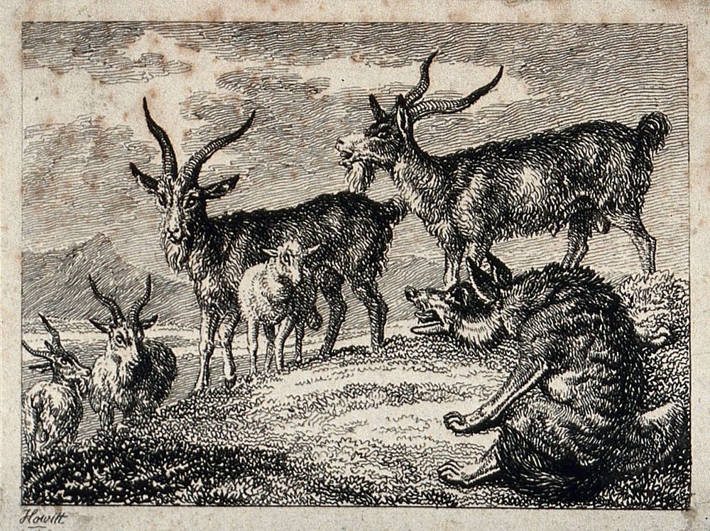 A wolf sitting on a mound is talking to four ibexes and a sheep. Etching by W. S. Howitt.