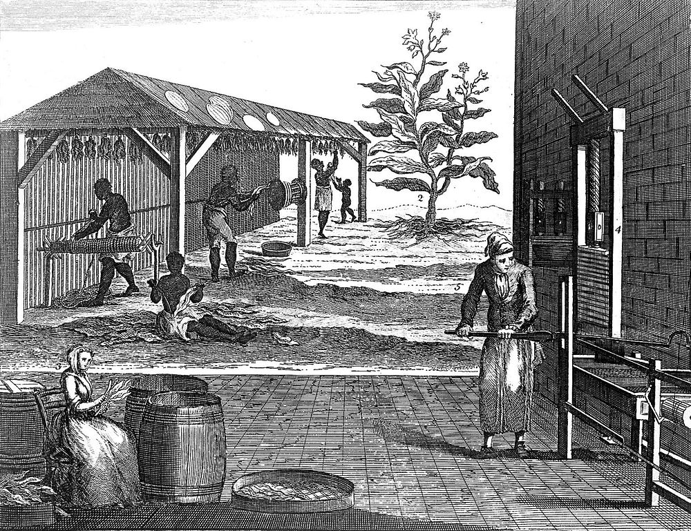 The manufacture of tobacco with leaves being sorted, dried, cured and pressed. Engraving, c. 1750.