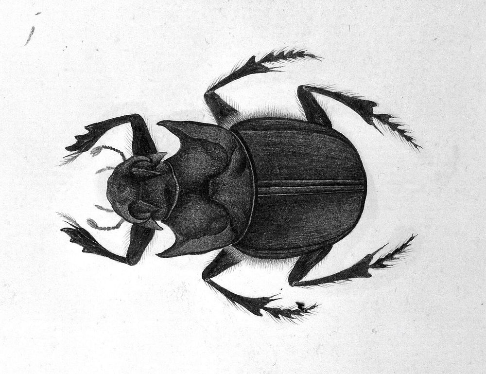 Beetle. Watercolour, 1777/1783.