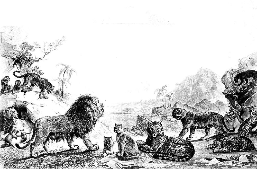 A panoramic display of big cats. Etching by J Wolf, ca 1850, tinted by H Adlard.