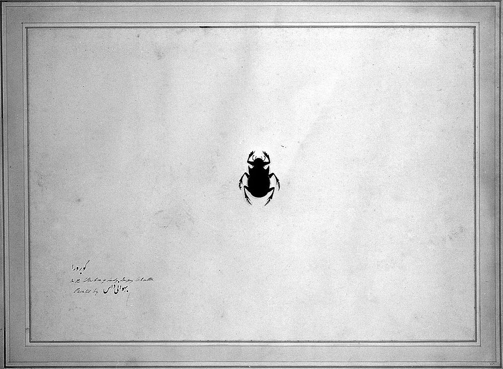 Beetle. Watercolour, 1777/1783