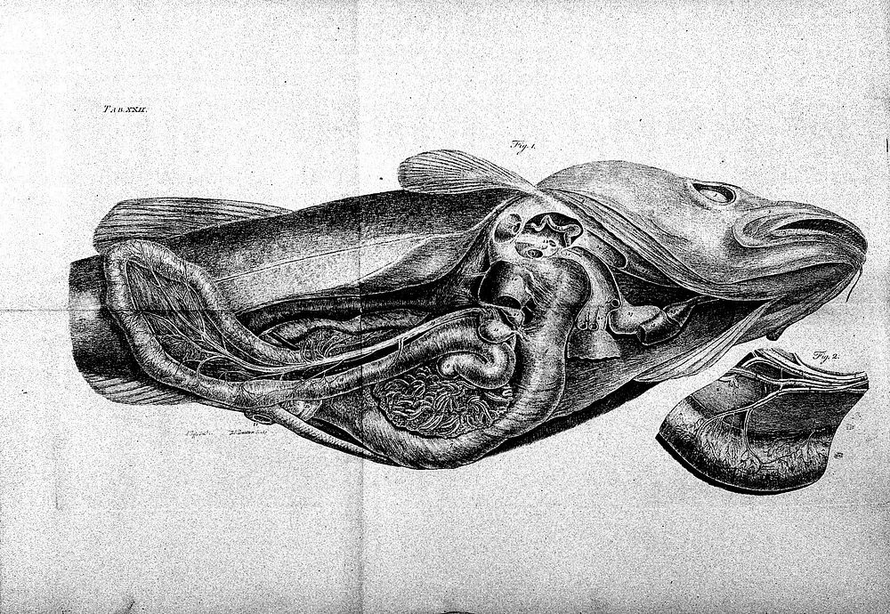 The structure and physiology of fishes explained and compared with those of man and other animals / [Alexander Monro].
