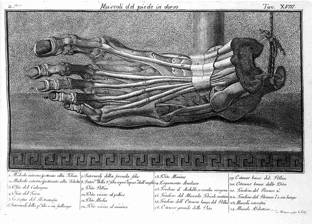 Osteografia e miografia della testa, mani, e piedi del corpo umano in misura naturale con il catalogo de' nomi proprii di…