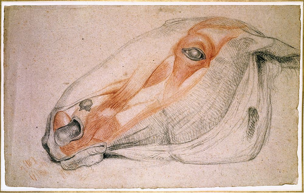 The muscles of the head of a horse. Chalk drawing by Charles Landseer, ca. 1815.