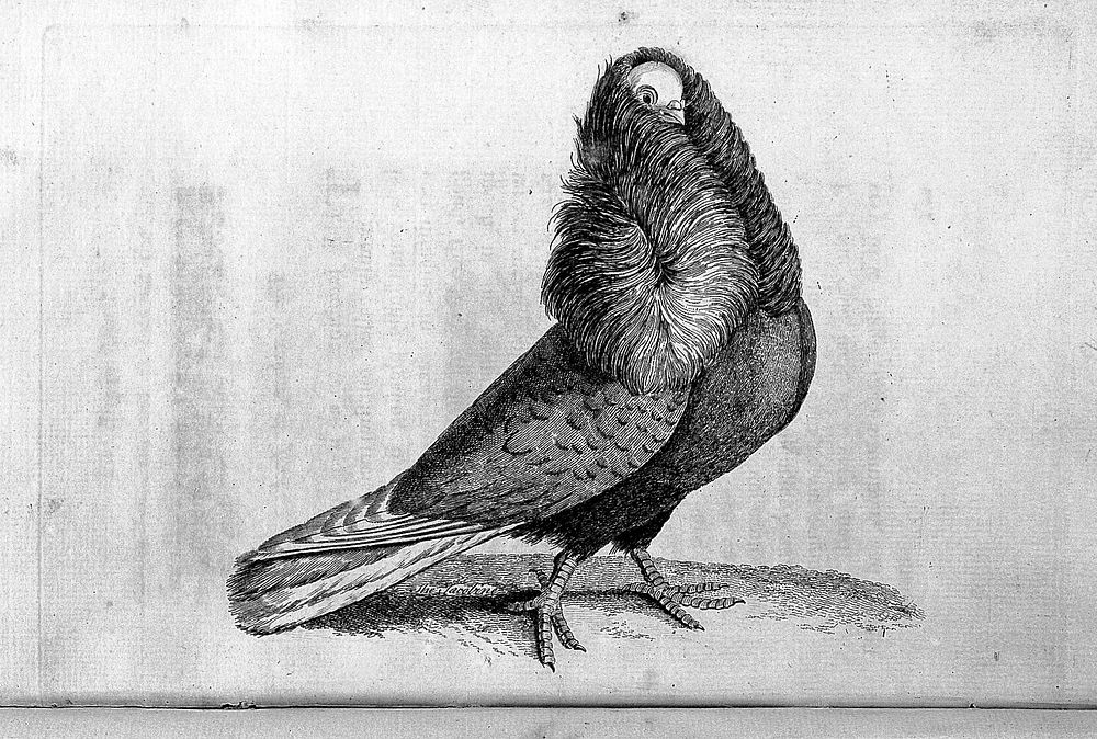 A treatise on domestic pigeons; comprehending all the different species known in England ... With observations and remarks…