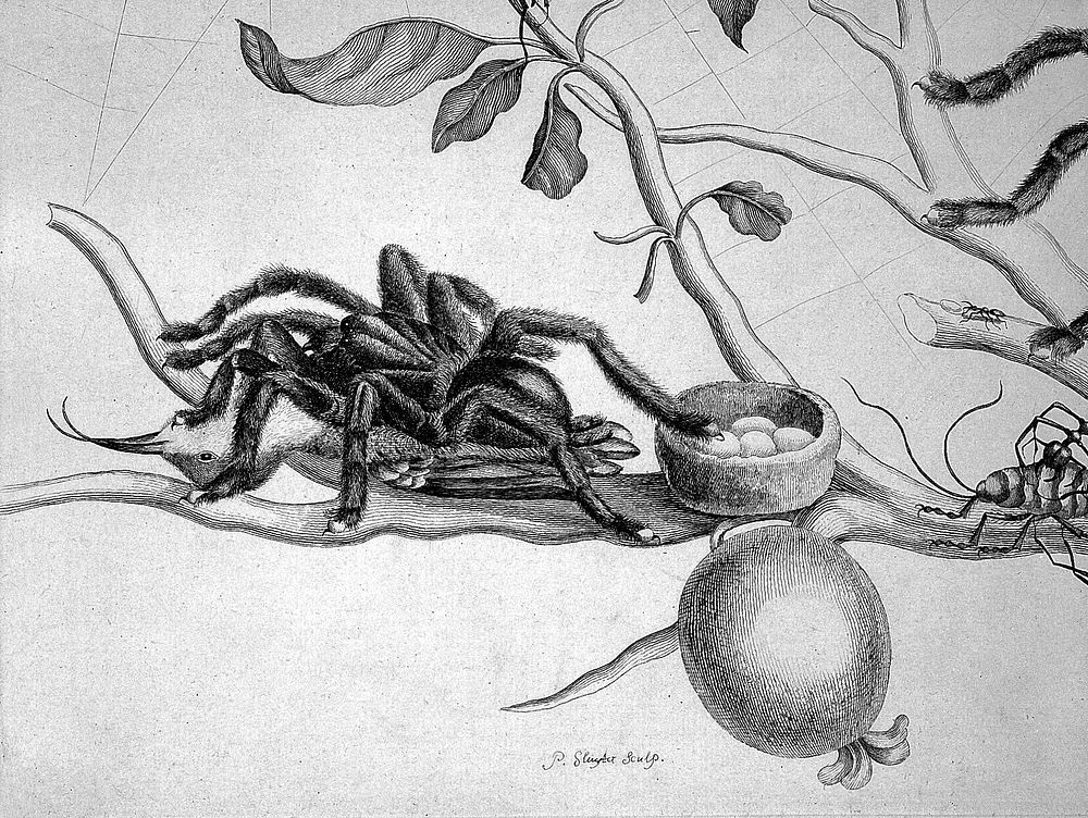 Dissertatio de generatione et metamorphosibus insectorum Surinamensium: in qua, praeter vermes et erucas Surinamenses…