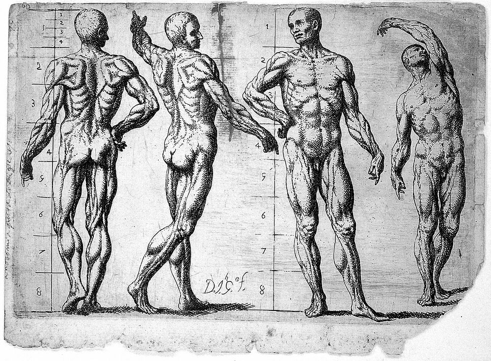 Four male écorchés or partially flayed figures; the first and the third have proportional markings. Etching by J. García…