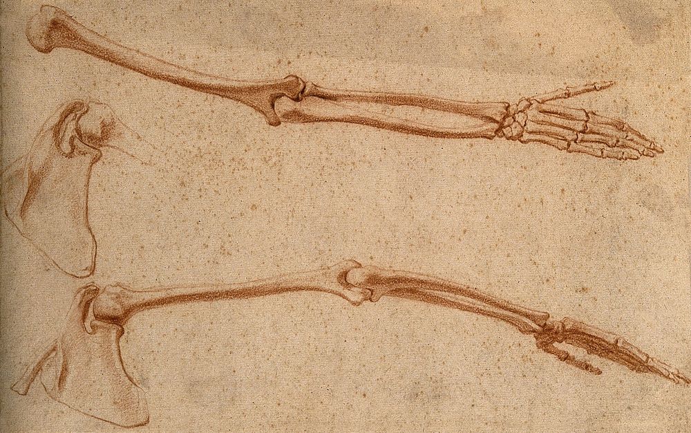 The bones of arm and scapula: three figures. Red-chalk drawing, 17th century.