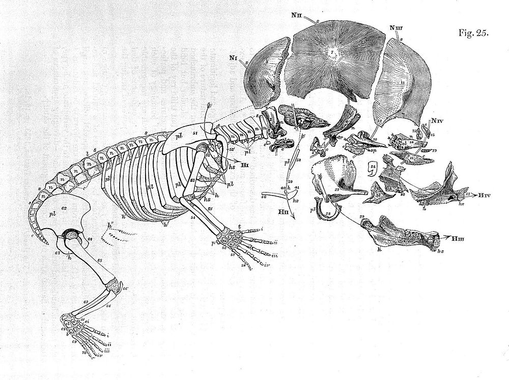 On the archetype and homologies of the vertebrate skeleton / [Richard Owen].