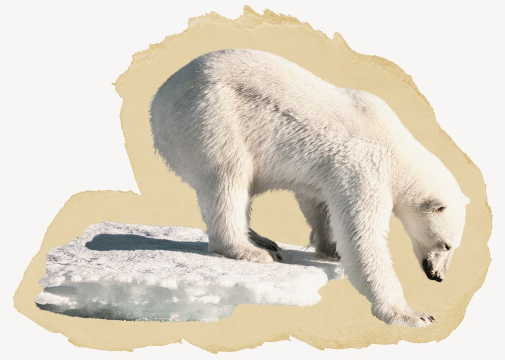 Polar bear, ripped paper collage element