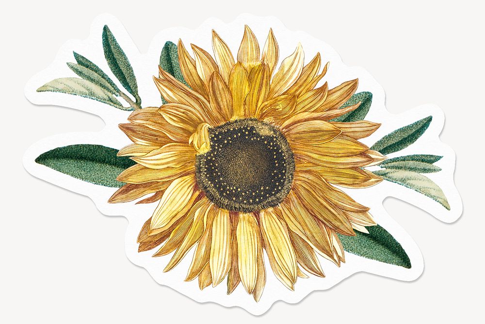 Sunflower, aesthetic floral, drawing illustration