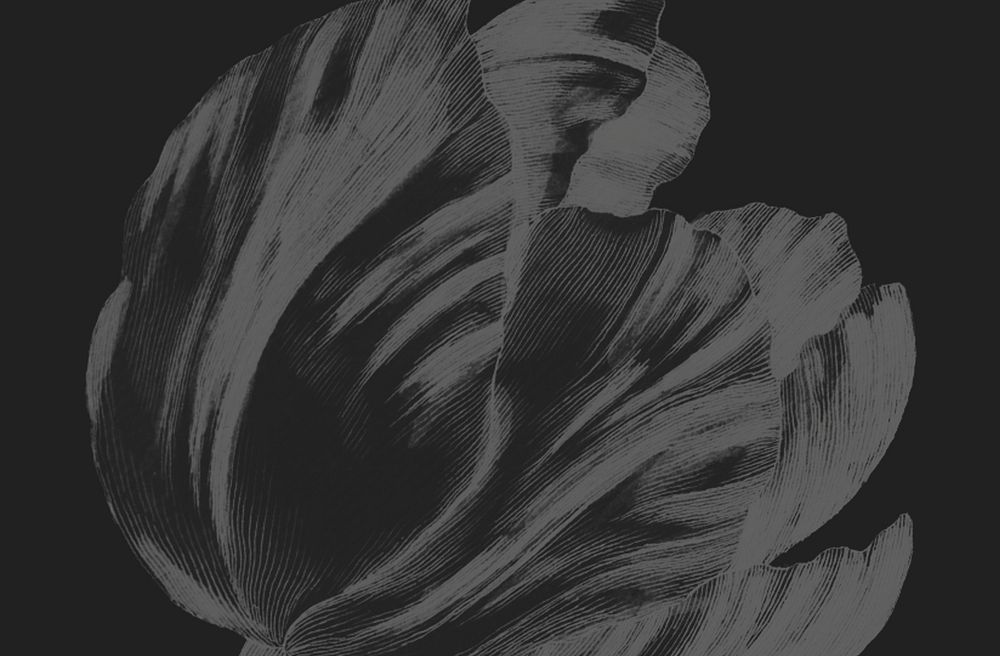 Gray tulip flower, black background