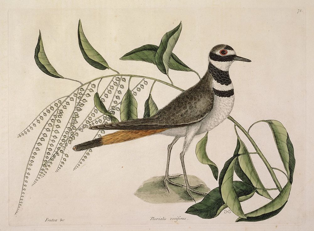 Chattering Plover (1731&ndash;1743) in high resolution by Mark Catesby. Original from The Minneapolis Institute of Art.…