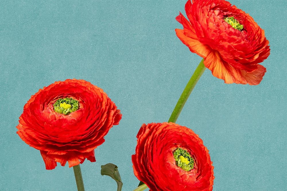 Red ranunculus flower background design