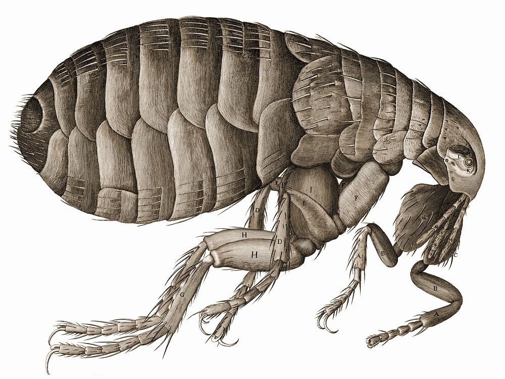 Schem. XXXIV - Of a Flea. An illustration of a flea.