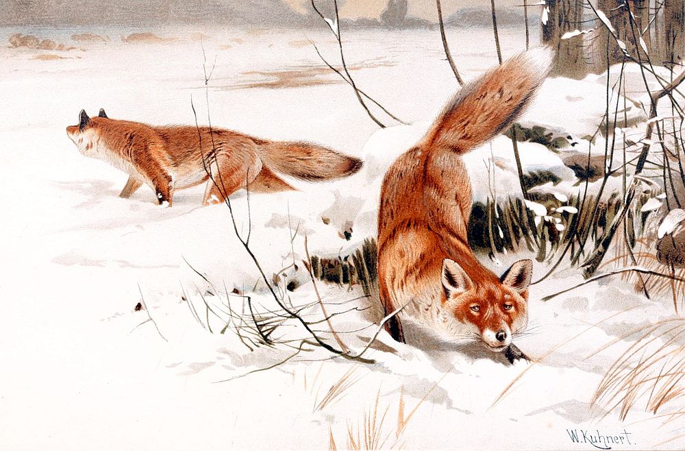 Common foxes in the snow.