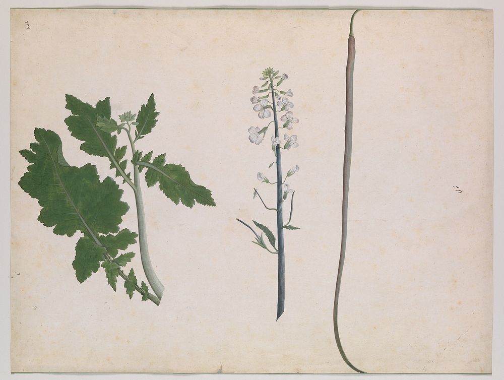 A Radish Plant, Seed, and Flower, late 18th century
