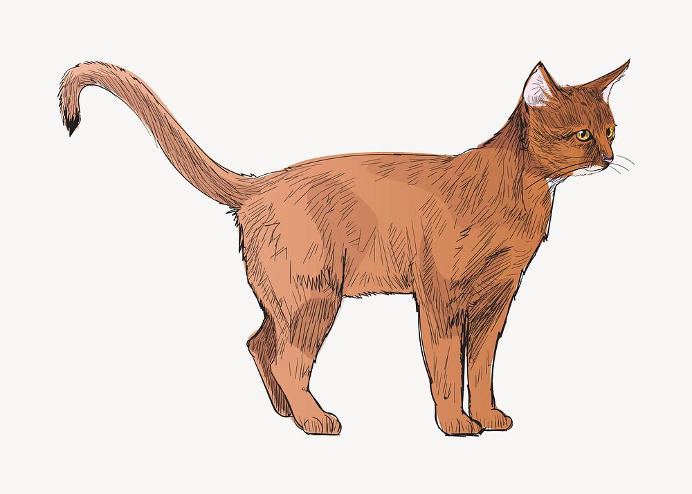 Abyssinian cat animal illustration vector