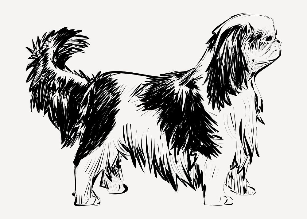 King Charles Spaniel dog animal illustration vector