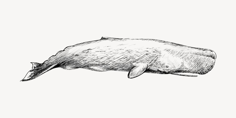 Sperm whale animal illustration vector