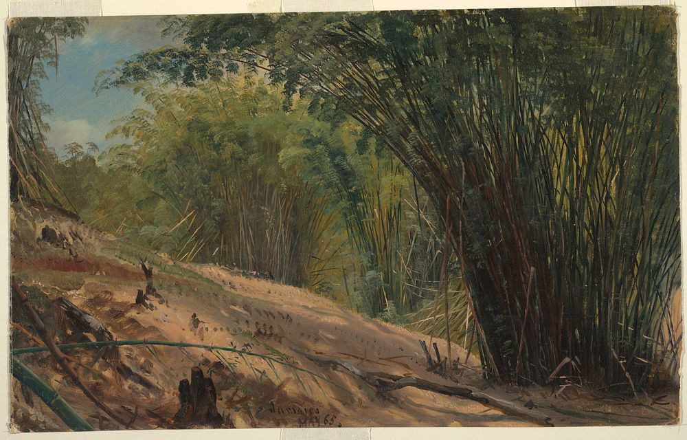 Bamboo Grove, Jamaica by Frederic Edwin Church, American, 1826–1900