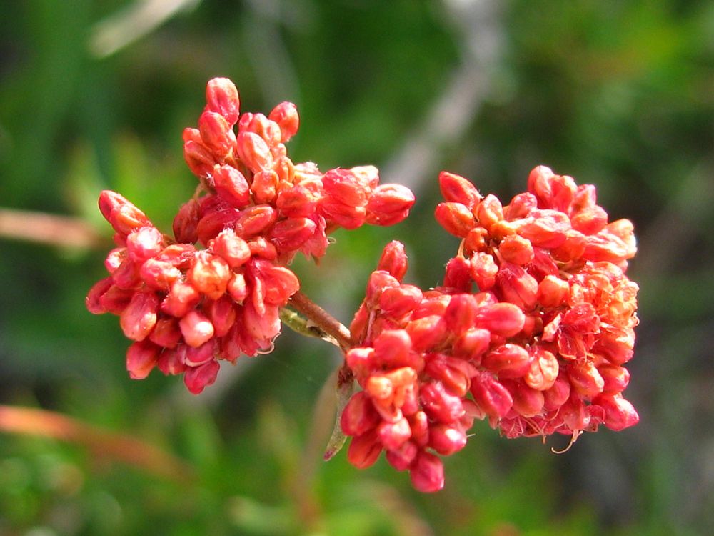 Eastern Mojave buckwheat (Eriogonum fasciculatum); Free Photo rawpixel