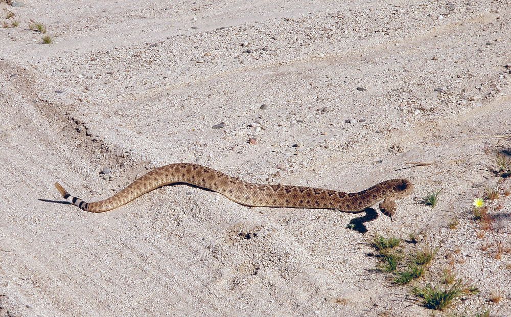 Rattlesnake on Pinto Wells Road