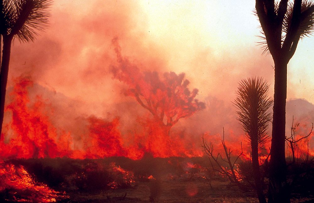 Wildfire at Joshua Tree National Park, southern California
