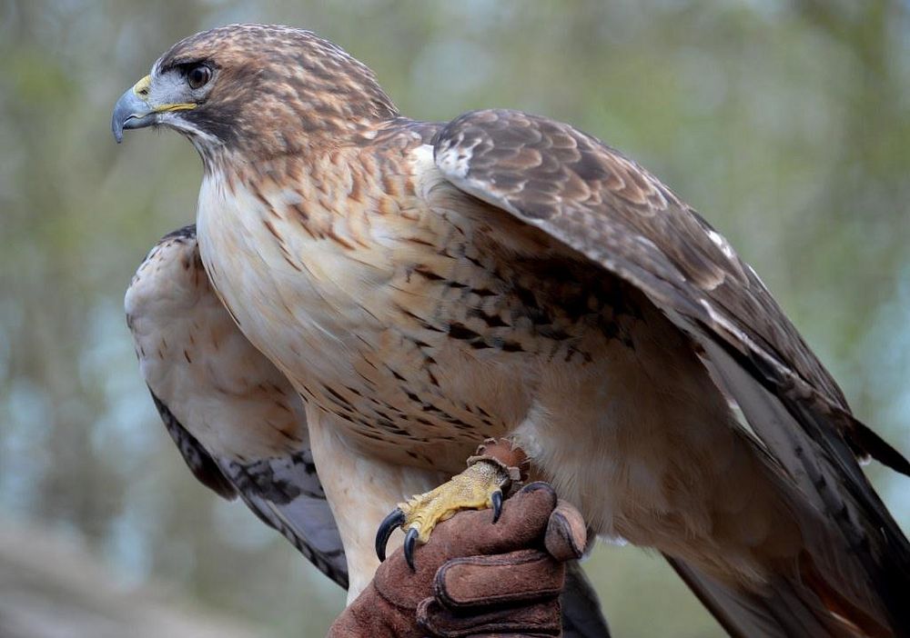 Red Tailed HawkRed Tailed Hawk at Nature Station. Photo by Kelly Bennett